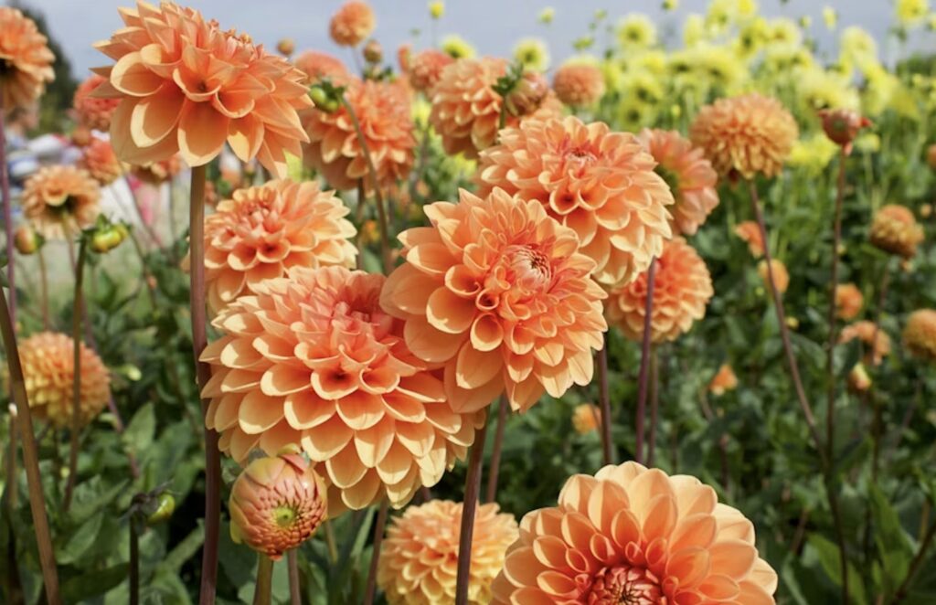 Cheery orange dahlia blooms